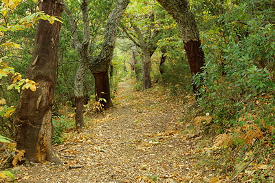 forest path photograph