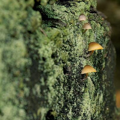 Mushrooms on a chestnut tree trunk in Provence forest