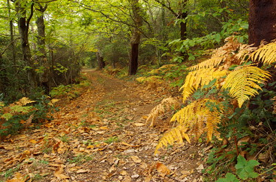 Autumn path in Provence forest