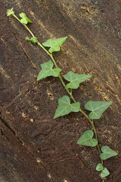 Some ivy leaves on a cork tree trunk