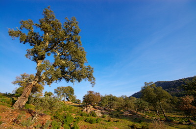 Natural landscape in Provence with cork trees and blue sky