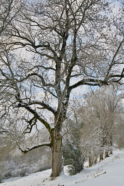 Oak tree in the snow