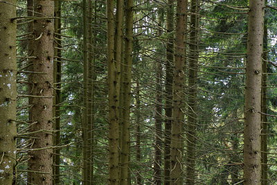 Coniferous trees in mountain forest