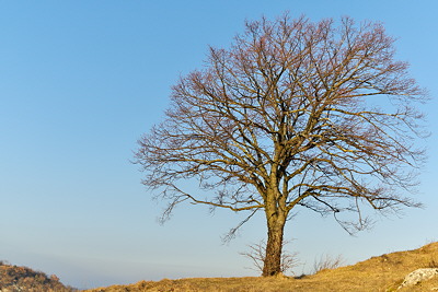 Lonely tree and blue sky