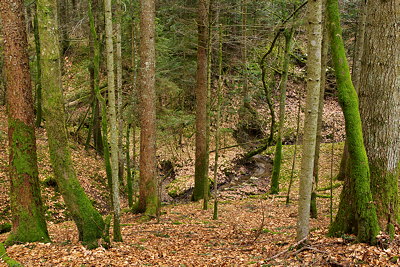 Forest in the mountains of Massif des Bauges natural park