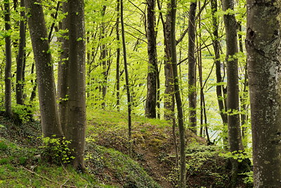 The forest along the Rhône river near Arcine