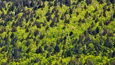 Coniferous and deciduous trees in the mountains of Valserine valley