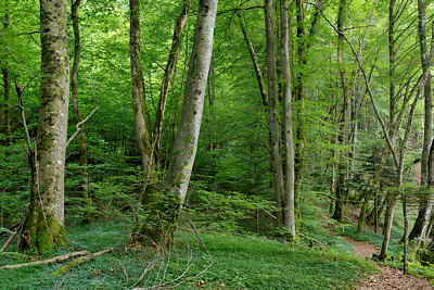 The forest along the Cheran river - Massif des Bauges Natural Park