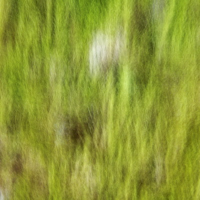 Mossy trunk abstratc in Valserine forest