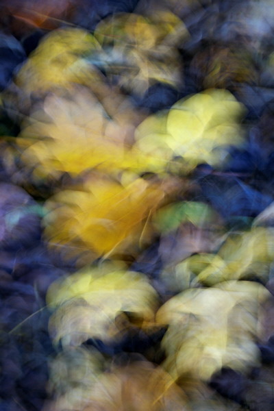 Abstract photograph of some autumn leaves on a dark forest path