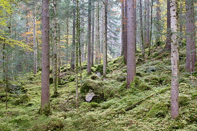 Autumn photo of Valserine forest in Haut Jura natural park - France