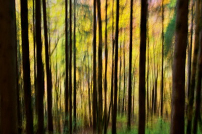 Abstract photo of a colorful autumn forest