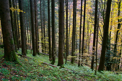 Photo of Valserine forest in autumn - Haut Jura Natural Park - France