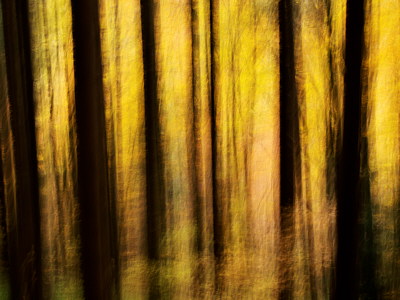 Abstract photograph of some dark trunks against an autumn foliage background