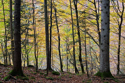 Autumn photograph of Valserine forest in Haut Jura Natural Park - France