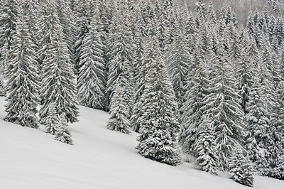 Photo of Jura forest under the snow