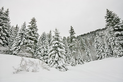 Winter image of the forest of Valserine valley covered by snow