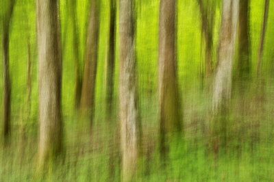 Abstract forest image