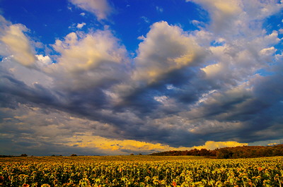 Sunflowers field landscape in Provence