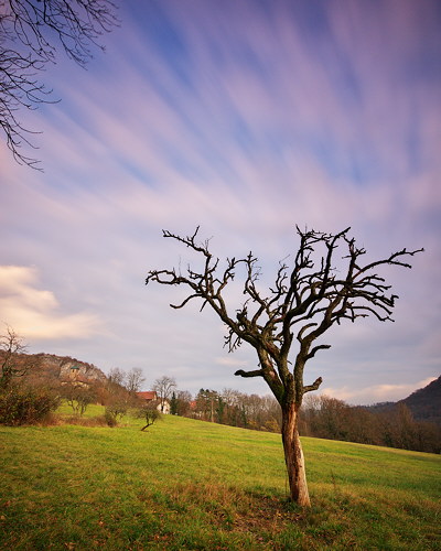 The dead tree and the clouds