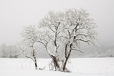 Trees, snow and mist in a rural landscape
