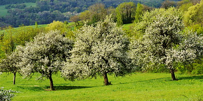 Blossoming trees in the field