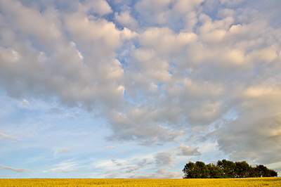 Photograph of a french rural landscape with a wheat field and some clouds flying over it
