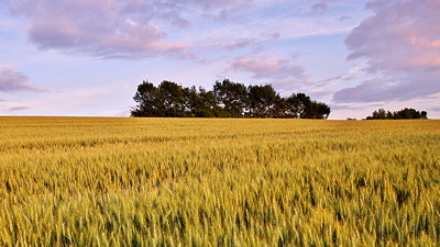 Photograph of a wheat field in dusk light