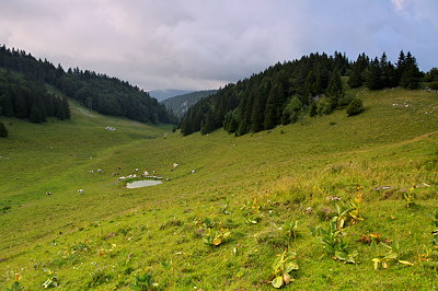 Alpine meadow on Grand Crêt d'Eau mountain
