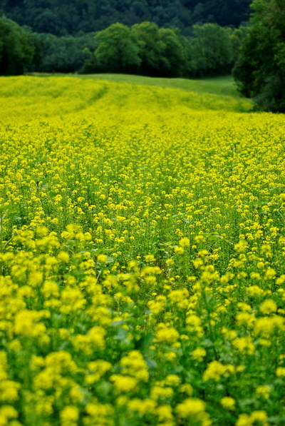 Photo of a colza flowers in green and yellow rural landscape