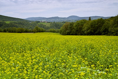Photo of a colza field in the rural landscape of Haute Savoie