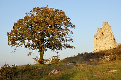 Photo of a lonely tree with the ruins of an old castle