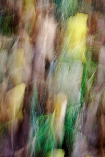 Abstract photograph of autumn colours on forest ground