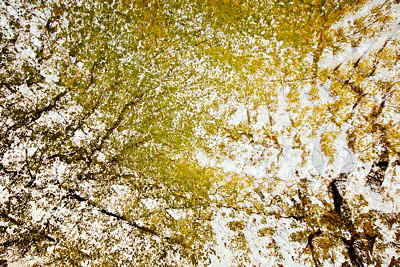 Abstract photograph of autumn trees