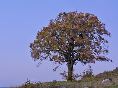 Photograph of a lonely tree in dusk light