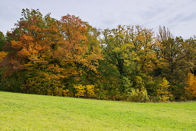 Photo of some autumn trees in a green meadow