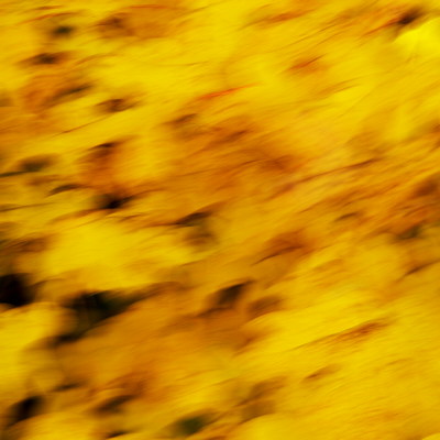 Abstract photograph of some leaves in the autumn forest