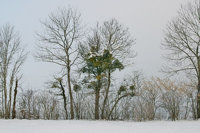 Photo of some trees in a rural landscape by a cold winter morning