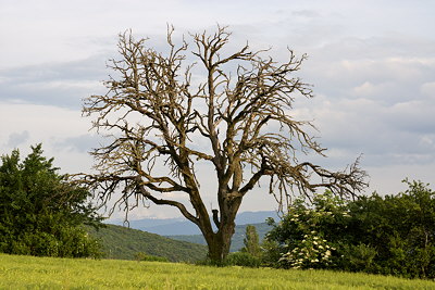 Image of an old tree in the rural landscape od Haute Savoie, France