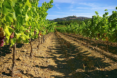 French vineyard landscape