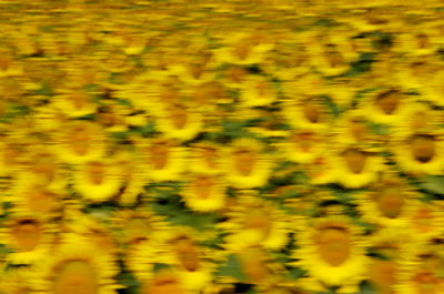 Sunflowers in Alpes de Haute Provence