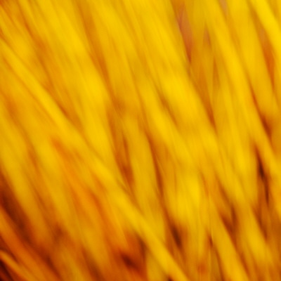 Yellow wicker branches