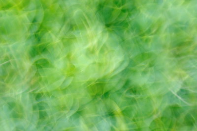 Abstract photo of some boxwood leaves