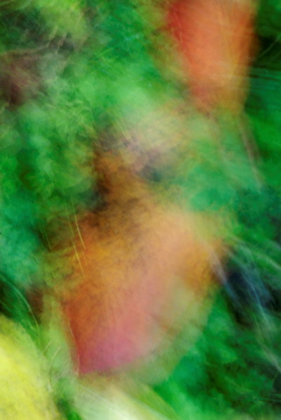 Abstract photograph of autumn cherry leaves and green grass