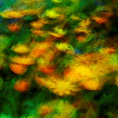 Abstract image of orange flowers in a garden the first day of summer