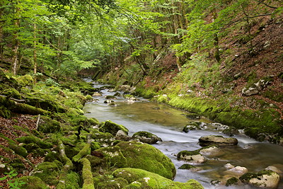 Image of Valserine river running in the green forest of Haut Jura Natural Park