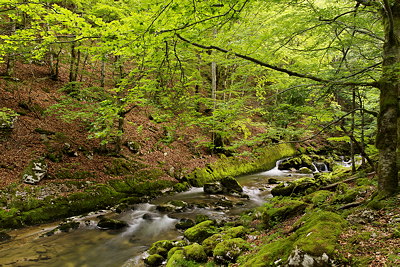 Valserine river running through the forest of Haut Jura Natural Park