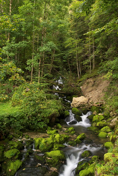 Photo of a string cascading underwoods in the forest of Haut Jura Natural Park