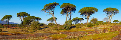 Panoramic landscape in Provence with parasol pines