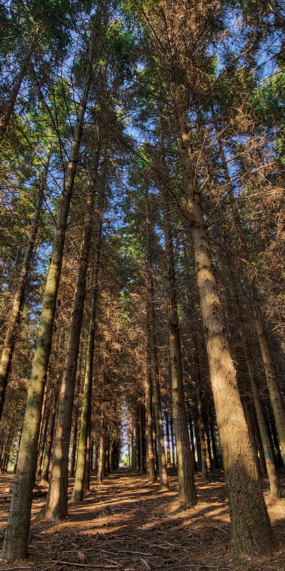 Douglas pine tree forest